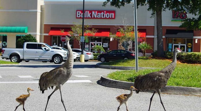 Nature Is Getting A Respite, Says Birder Gallus Quigley