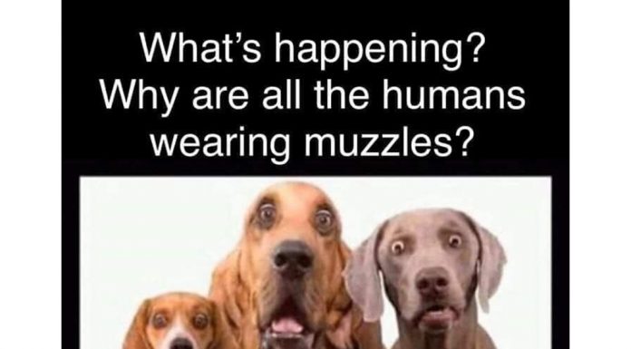 What Are Our Pets Thinking?