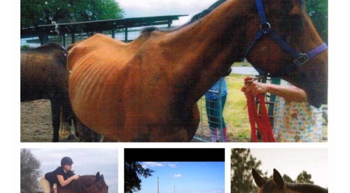 Dreamcatcher Horse Ranch And Rescue Has Reopened And Offering Trail Rides And Riding Lessons