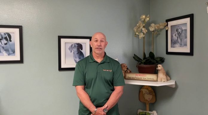 Business Spotlight Shines On Pat The Dog, A Full Doggie Resort
