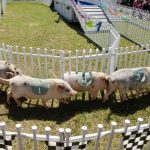 Pig-racing