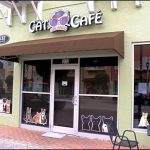 Cat CafePicture1