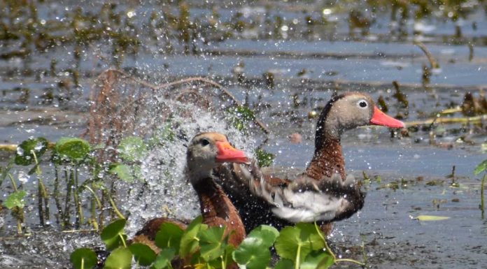 Online Voting Now open for Adopt-A-Lake Program calendar contest (Nov.18)