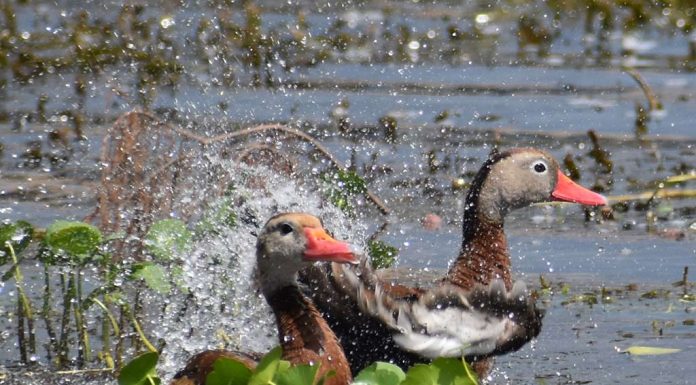 Adopt-a-Lake Program Requests Photograph Submissions For 2021 Calendar (Deadline Oct. 23)