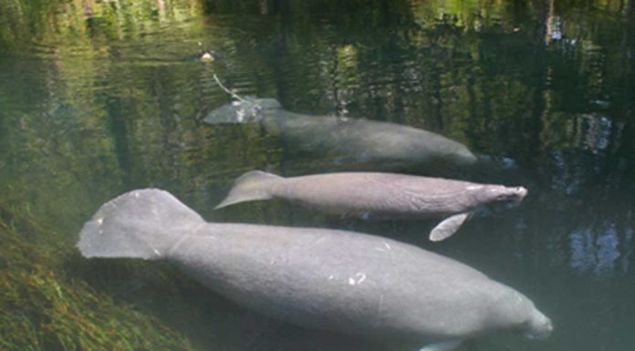 Help Save The Manatees:Increasing Manatee Awareness in the Upper Ocklawaha Basin