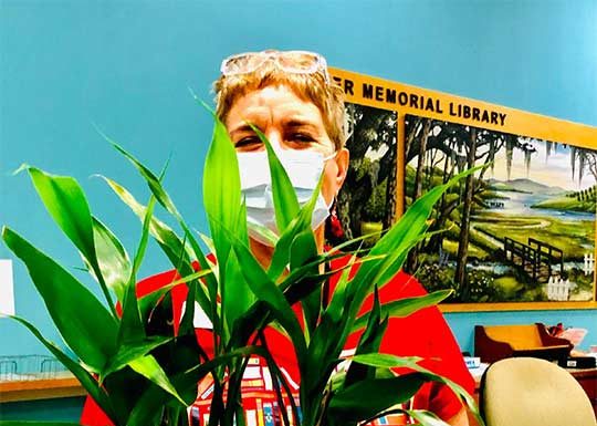 Lucky Bamboo, The Plant. Of The Month For The Library –