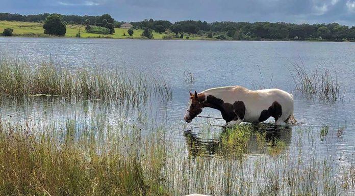Adopt-A-Lake 2021 Calendar Is Now Available