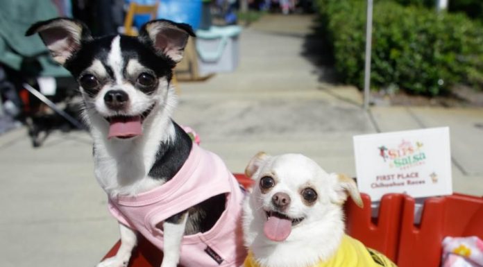 City of Clermont Sips and Salsa Festival Is Back By Popular Demand (Sept 18)