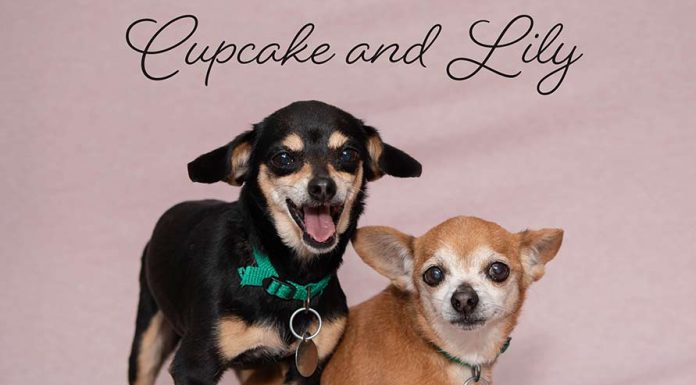 Meet Cupcake and Lily, A Mother-Daughter Pair Looking For A Forever Home