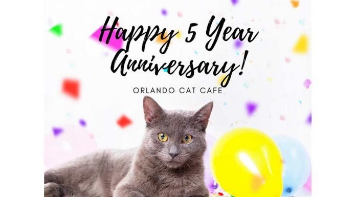 Orlando Cat Café Celebrates 5-Year Anniversary During ‘Clear The Shelters National Pet Adoption Drive'(August 23rd – September 19th)