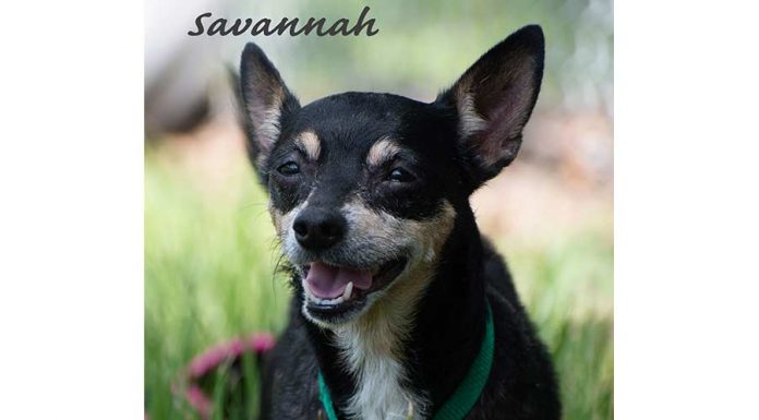 Savannah Is Looking For A Fur-Ever Home
