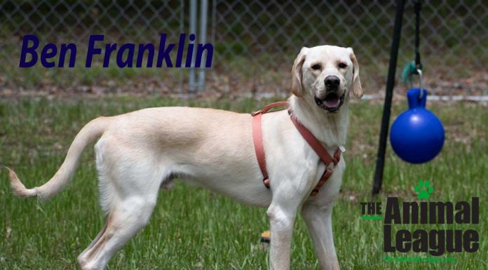 Ben Franklin, An All American