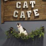 Cat Cafe 4