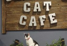 Orlando Cat Cafe Celebrates 10 Years of Saving Lives, Building Community, and Brewing Happiness (Sept 8)