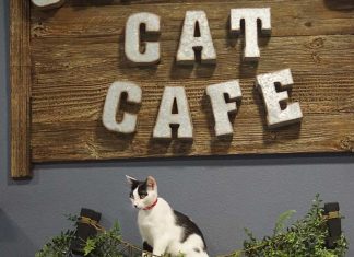Orlando Cat Cafe Celebrates 10 Years of Saving Lives, Building Community, and Brewing Happiness (Sept 8)