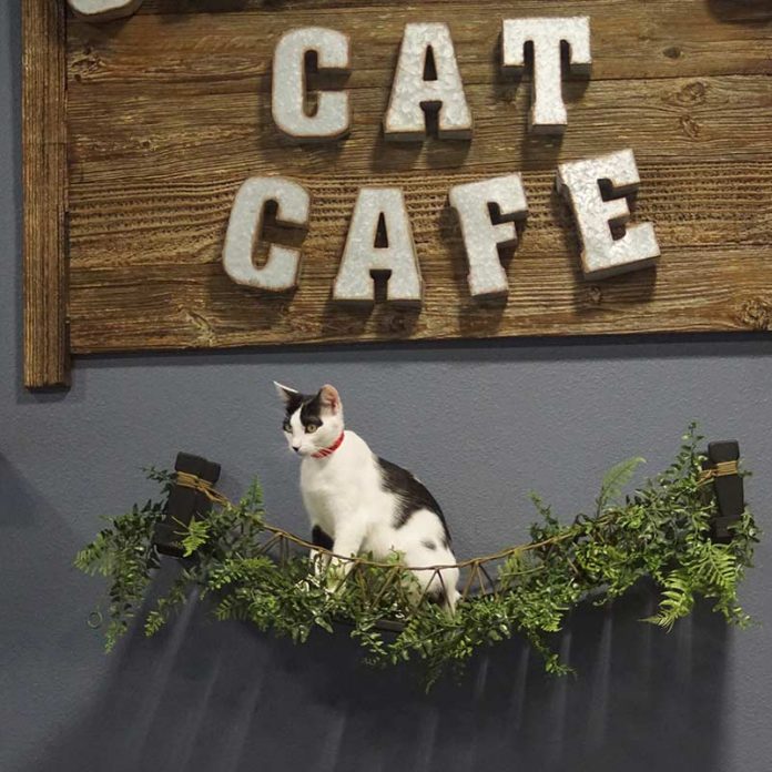 Cat Cafe 4