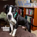 Wally-5