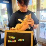 TonyHawkPurrfectMatch