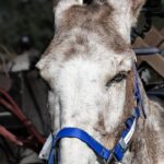 Alder Ass Pack Burro Race – 2024