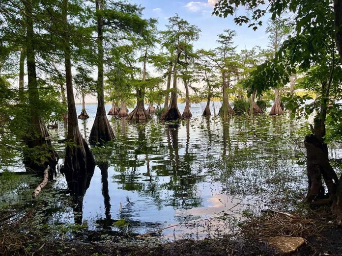 Hong Lake Norris updated