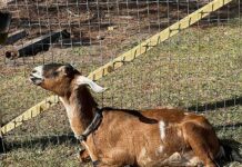 Community Effort Rescues Pregnant Goat from Forest Near State Road 19