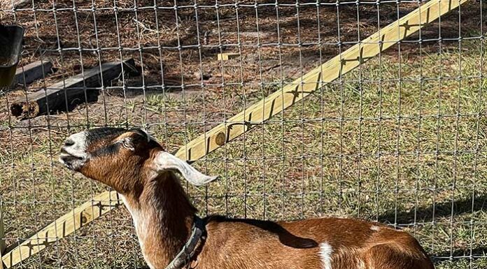 Community Effort Rescues Pregnant Goat from Forest Near State Road 19