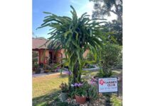 The Yard Of The Month Chosen By The Clermont Garden Club