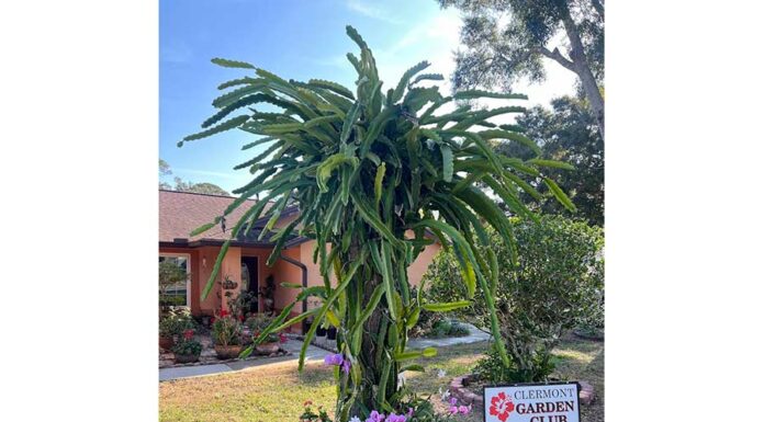 The Yard Of The Month Chosen By The Clermont Garden Club