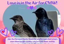 Valentine’s Day Purple Martin Presentation At The Minneola Library
