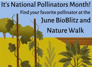 The Florida Scrub-Jay Trail: Learn The Plants To Put In Your Garden To Attract More Pollinators