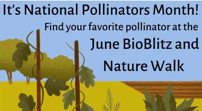 The Florida Scrub-Jay Trail: Learn The Plants To Put In Your Garden To Attract More Pollinators