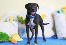 Lake County Animal Shelter Celebrates America250 with July Adoption Promotion