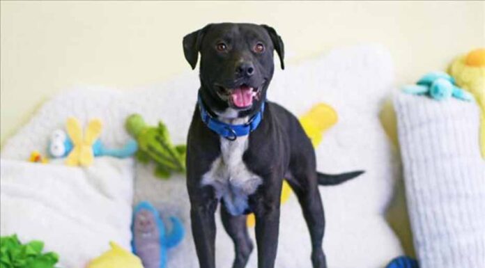 Lake County Animal Shelter Celebrates America250 with July Adoption Promotion