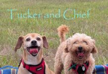 Double the Dogs. Double the Love. Double the Fun! Meet Tucker and Chief — Two Adorable Best Buddies Looking For One Forever Home To Share!
