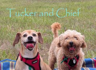 Double the Dogs. Double the Love. Double the Fun! Meet Tucker and Chief — Two Adorable Best Buddies Looking For One Forever Home To Share!