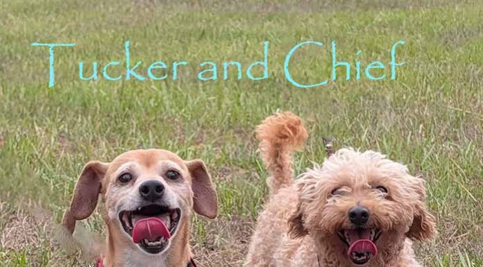 Double the Dogs. Double the Love. Double the Fun! Meet Tucker and Chief — Two Adorable Best Buddies Looking For One Forever Home To Share!