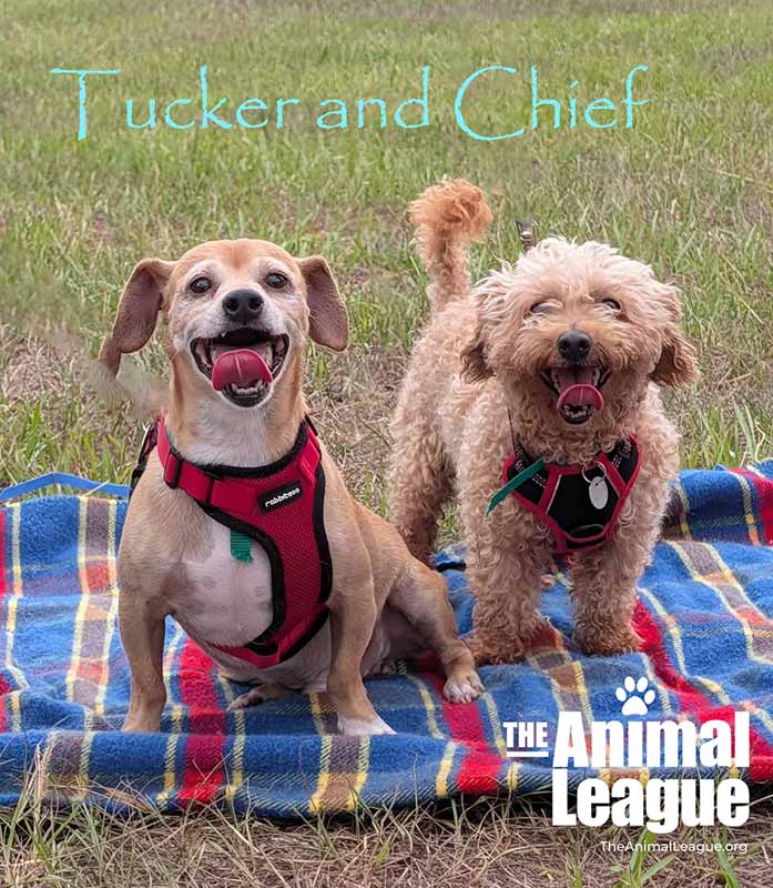 Tucker and Chief