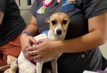 Lake County Animal Shelter Receives 85 Dogs, Seeking Community Support