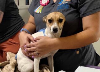 Lake County Animal Shelter Receives 85 Dogs, Seeking Community Support