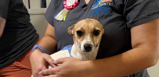Lake County Animal Shelter Receives 85 Dogs, Seeking Community Support