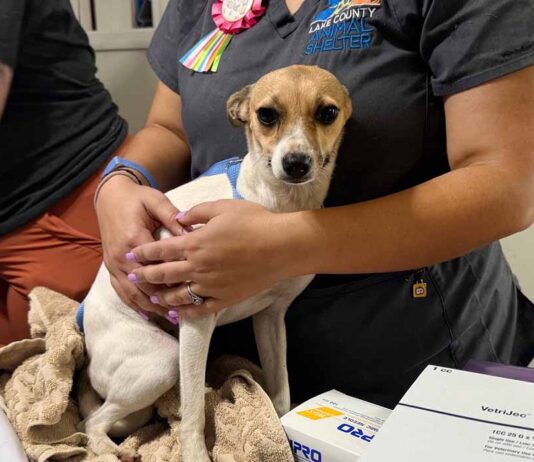 Lake County Animal Shelter Receives 85 Dogs, Seeking Community Support
