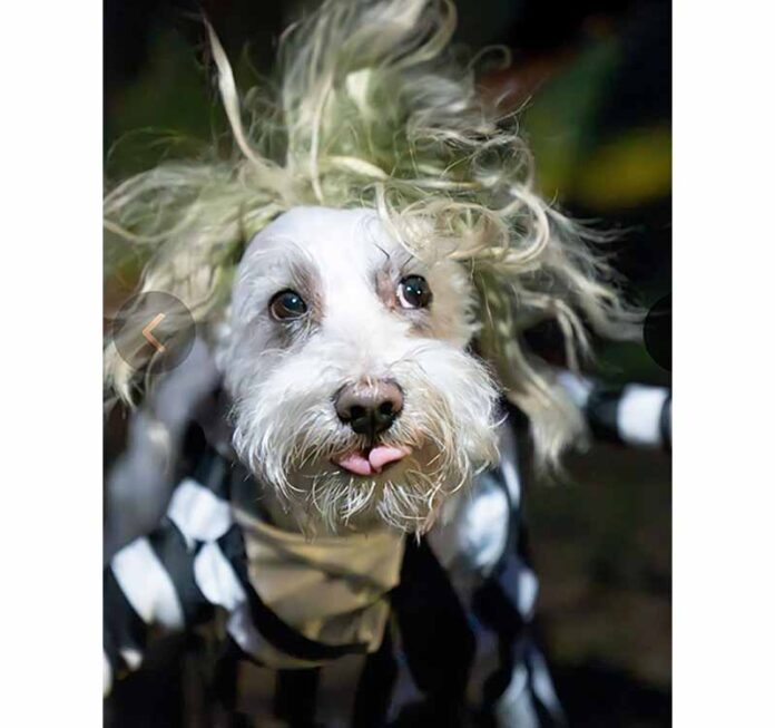 doggy