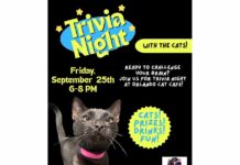 Trivia Night At Orlando Cat Café Combines Fun And Felines (Sept 25)