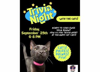 Trivia Night At Orlando Cat Café Combines Fun And Felines (Sept 25)