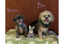 Meet Bo & Xena — A Little Duo With BIG Love!