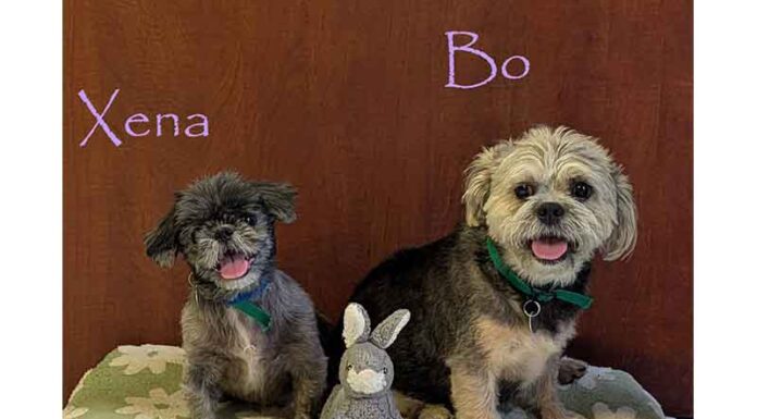 Meet Bo & Xena — A Little Duo With BIG Love!