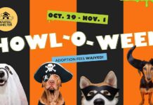 Lake County Animal Shelter Waives Adoption Fees For Four-Day Howl-O-Ween Event