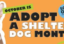Lake County Animal Shelter announces adoption promotion for the entire month of October