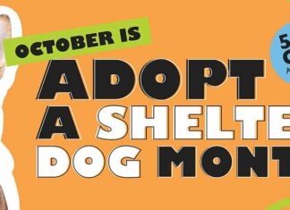 Lake County Animal Shelter announces adoption promotion for the entire month of October