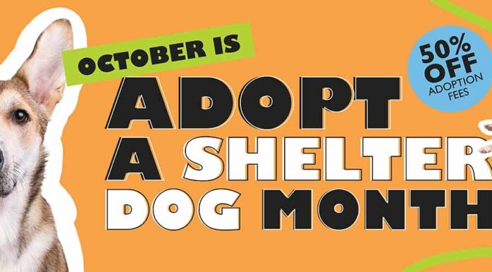 Lake County Animal Shelter Announces Adoption Promotion For The Entire Month Of October